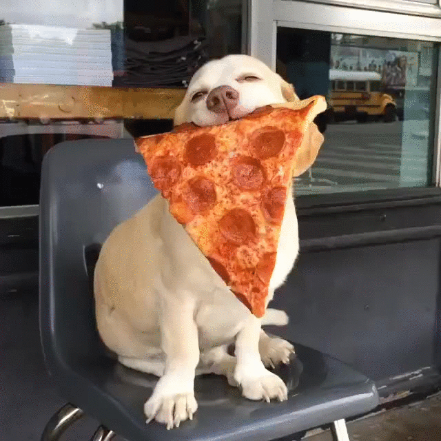 dl_dog_pizza